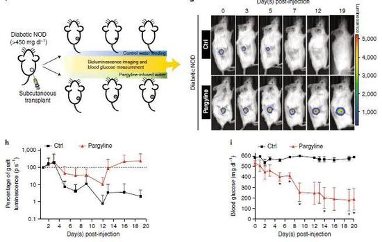 服用服用pargyline后，1型糖尿病模型小鼠体内移植的胰岛β细胞可以存活更久，并改善血糖调节水平后，1型糖尿病模型小鼠体内移植的胰岛β细胞可以存活更久，并改善血糖调节水平