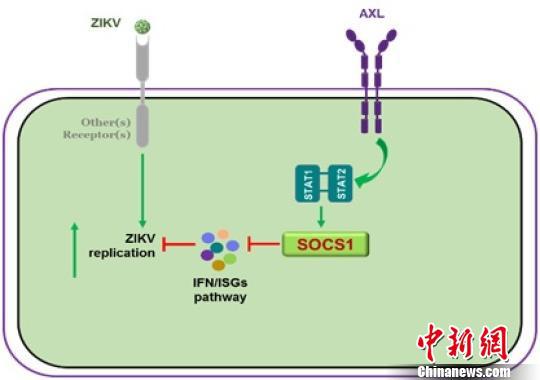 AXL分子作用机制模式图 供图