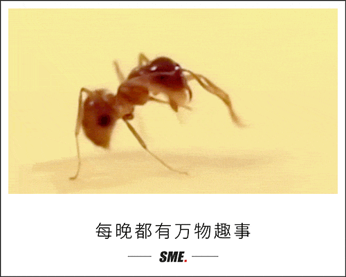 当我们讨论红火蚁的毒性时，它们已经在解决种群内卷的问题了