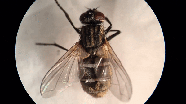 蝇虫霉的孢子，从死亡家蝇的体内长出来（图片来源：Andreas N。 Hansen）