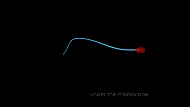 过去认为的精子游动方式，或者说用显微镜俯视观察看到的精子游动方式。图片来源：polymaths-lab.com