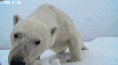 　　在偷拍这方面，BBC一直秉承着脑洞大开的精神，除了模拟动物，还有各种令吃瓜群众想象不到的存在。
