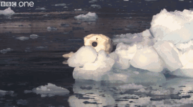 　　但最后浮冰还是没有逃过“熊孩子”的魔爪，摄像头被无情地掰成了两半。