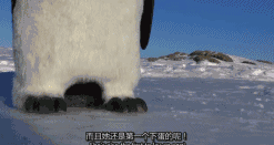 　　动物间谍的行动在萌蠢的企鹅界还算顺利，但到了机灵的北极熊那里，工作人员就感到心很累。