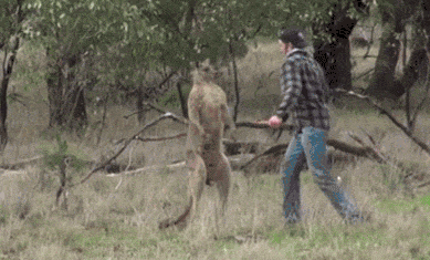 其实人类的优势不在肉体，而在智慧。如果你在野外遇上了袋鼠，逃窜并不是唯一的选择，像个男子汉一样战斗才是身为人类的尊严。