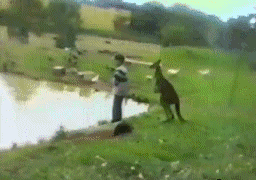 来自野生格斗之王的凝视，多少澳大利亚的俊杰在袋鼠轻蔑的目光下懦弱地埋低了头。