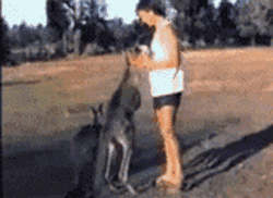 专业拳手盲目自信，认为人定胜天，膨胀的自我让他想要在动物界一逞淫威。