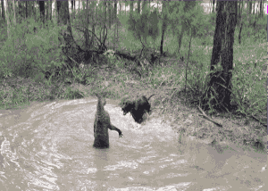 袋鼠爸爸正在教狗儿子怎么做人