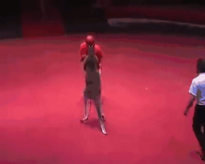 事实上武者都比较容易高估自己，别说是踢蛋，成年红袋鼠直立后可达2米，它一招兔蹬鹰的蓄力一击，可轻易踢折健美运动员的大腿。