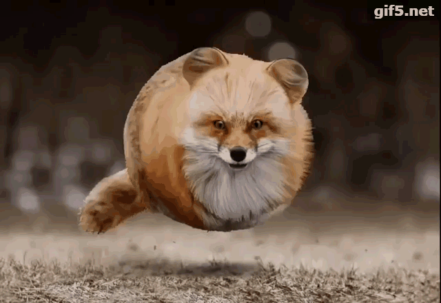 ps高手"笔"下的动物们都胖成了可爱的球形|photoshop|动物|肥猫_新浪
