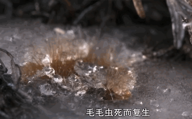 春天冰雪融化,毛毛虫复活 来源 | BBC纪录片冰冻星球