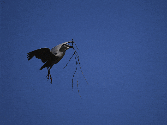 尼康Z 9+尼克尔Z 400mm f/2.8 TC VR S镜头连拍GIF展示