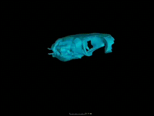 渲染后的横纹斜鳞蛇（Pseudoxenodon bambusicola）头骨三维CT重建模型，视频中头骨各部分显示的顺序依次为脑颅（浅蓝色）——吻部（黄色）——腭颌器（绿色）——悬器及下颌（深蓝色）。