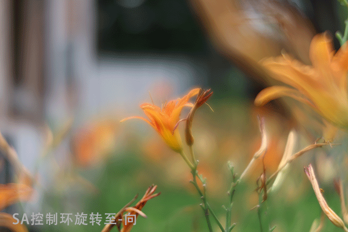 新浪科技综合|最大1.4倍放大倍率 佳能RF100mm F2.8 L MACRO IS USM评测