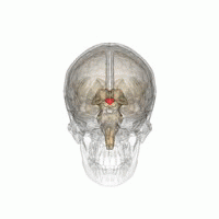 图中红色部分为下丘脑 来源 