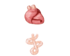 心脏是由一条心肌带扭成的。图片来源：David Geffen School of Medicine UCLA