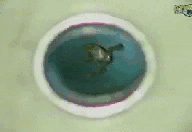 图丨一只在磁场中悬浮的青蛙