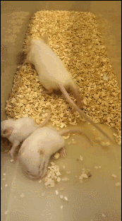 ▲接受治疗的小鼠表现很正常（图片来源：《Nature Medicine》视频截图）