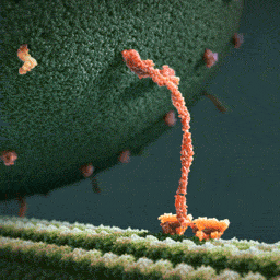 来源：百度百科“驱动蛋白”条目 △驱动蛋白在细胞支架上搬运囊泡的示意图