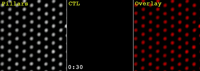 這回，研究人員進(jìn)一步研究了免疫突觸中的機(jī)械力的作用。