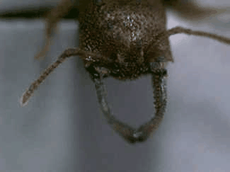卡米拉迷猛蚁的上颚运动。虽然看着慢，但这可是在480000fps下拍摄的。事实上它要比眨眼快5000倍。