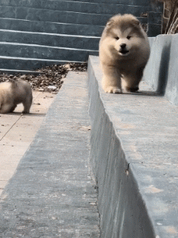 财经自媒体|为啥科技公司都想养只机器狗?