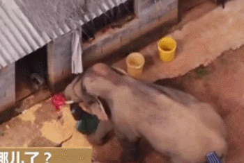 大象从粮仓中偷粮食，在水池中喝水 | CCTV