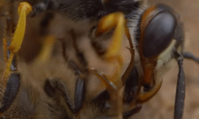 死亡之吻,欧洲狼蜂吸干蜜蜂嗉囊里储存的花蜜。图片:Team Candiru / youtube