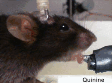 小鼠舔了下带有苦味的水，就不再喝了（图片来源：《自然》视频截图）