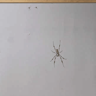 左上角，兩隻雄蜘蛛在求偶過程中“打”起來了！| doi：10.1073/pnas.2106269118/-/DCSupplemental