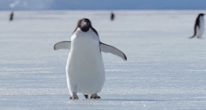 企鹅走路为什么会摇摇晃晃？