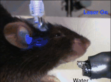 苦味反应区域被激活后，小鼠哪怕是在喝水，都会“苦得”皱起脸（图片来源：《自然》视频截图）