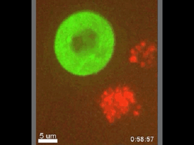 注意看，就在电光火石之间，一道绿色闪电击中了红色的巨噬细胞。成功逃离T细胞，进入另一个细胞