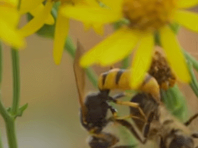 欧洲狼蜂抓住蜜蜂,对它施行“麻醉”。图片:Team Candiru / youtube