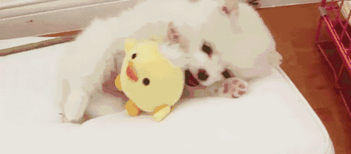 倭黑猩猩最臭名昭著