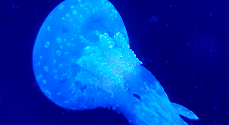 新浪科技综合|十几米长的巨型怪虫吓坏潜水员，一张大嘴堪称海洋版“沙虫”