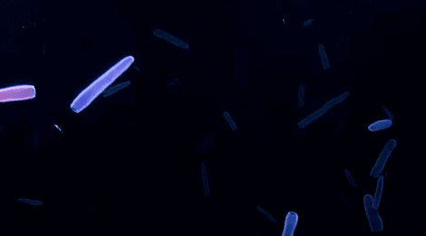 新浪科技综合|十几米长的巨型怪虫吓坏潜水员，一张大嘴堪称海洋版“沙虫”