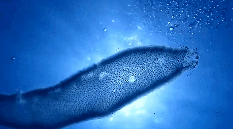 新浪科技综合|十几米长的巨型怪虫吓坏潜水员，一张大嘴堪称海洋版“沙虫”