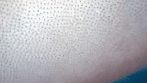 新浪科技综合|十几米长的巨型怪虫吓坏潜水员，一张大嘴堪称海洋版“沙虫”