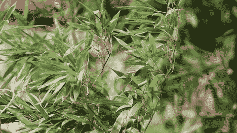 105mm 镜头防抖关 数码IS开