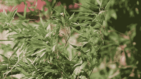 105mm 镜头防抖关 电子IS关