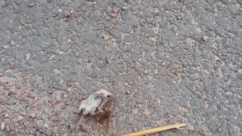 亚洲大黄蜂蛰死老鼠
