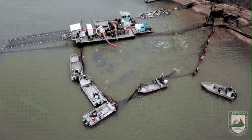 肯塔基州用改良联合法诱捕“亚洲鲤鱼”的画面