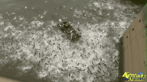 肯塔基州鱼类及野生动物管理局公布的巴克利湖水坝下电“亚洲鲤鱼”的视频片段