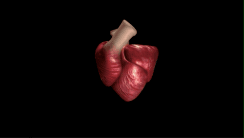 心脏的扭转像绞毛巾一样泵入和泵出血液。图片来源：helicalheart.com