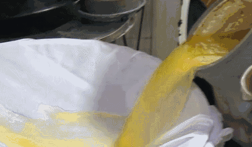 工人大量收集牛尿