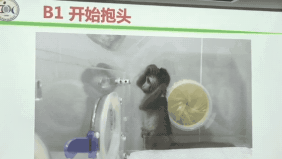 最大的生物节律紊乱体细胞克隆猴,总是没有安全感地抱着头。中科院神经所提供