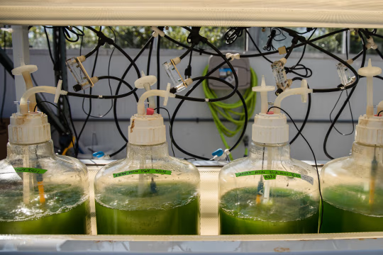 Viridos 实验室培育的藻类大桶，在温室中培养生物质。