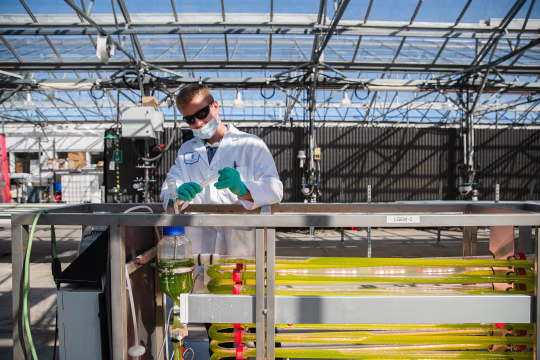 2021 年，一名实验室技术员在圣地亚哥 Viridos 实验室的光生物反应器中采集藻类样本。