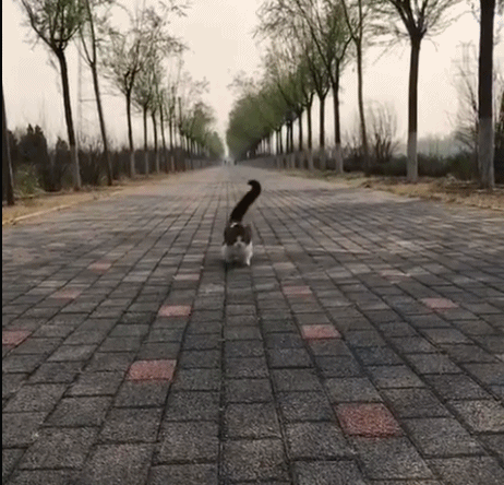 小可爱向你飞奔而来-搞笑gif动态图片-izike